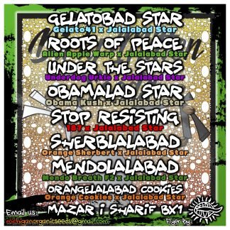 Obamalabad Star