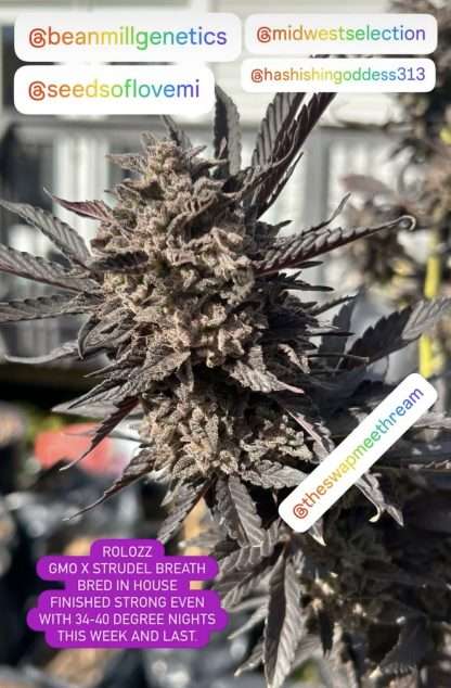 Rollozz