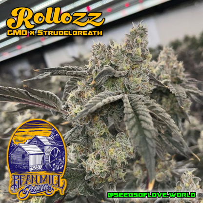 Rollozz - Beanmill Genetics