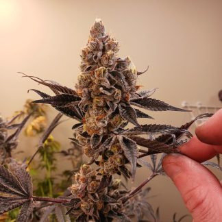 King Kush Breath V2
