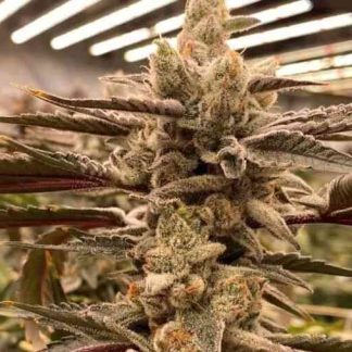 King Kush Breath