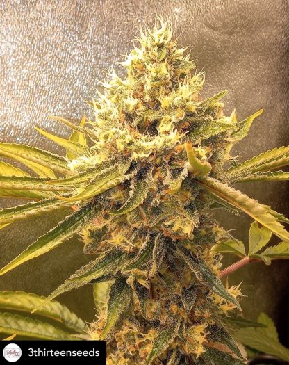Michigan Medley - Image 2