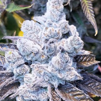 Slurricane #7 S1