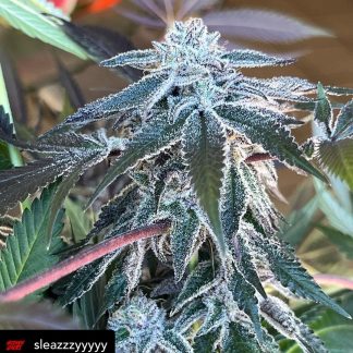Platinum Kush Breath