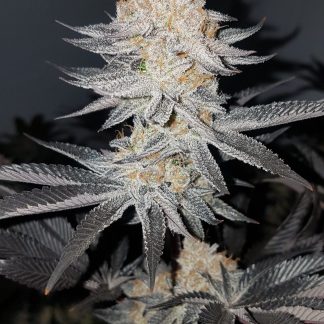 Platinum Kush Breath Remix
