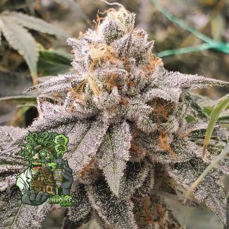 Frozen Gelato