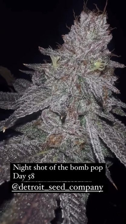 DSC Bomb Pop - Image 8