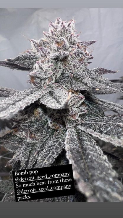 DSC Bomb Pop - Image 7