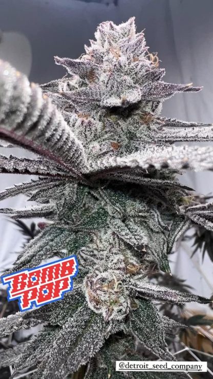 DSC Bomb Pop - Image 6