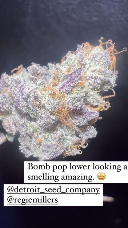 DSC Bomb Pop - Image 5