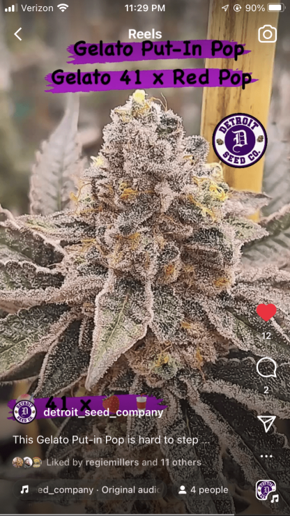 Gelato Put-in Pop
