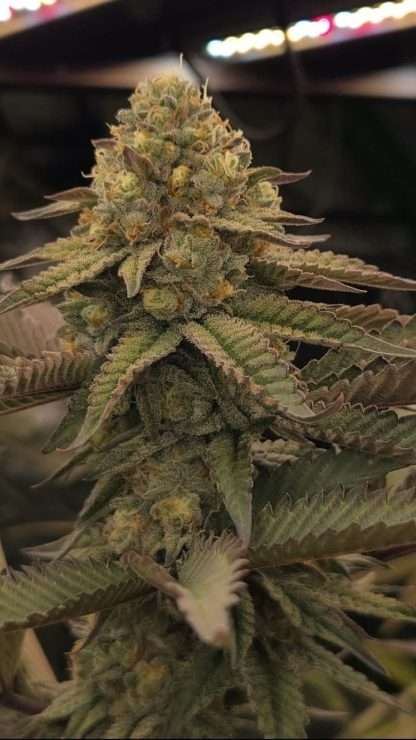 DSC Bomb Pop - Image 2