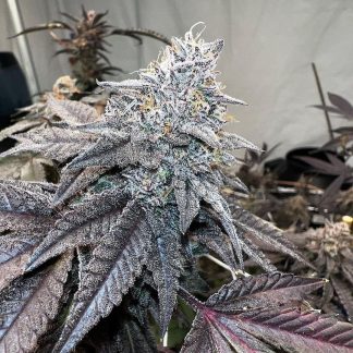 Sherb Cream Pop