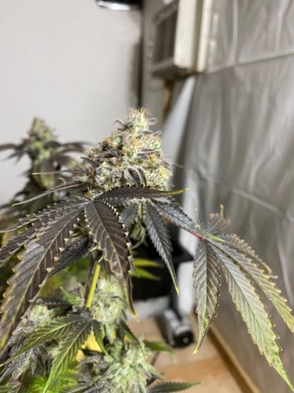 Koffee Mints F2 - Image 4
