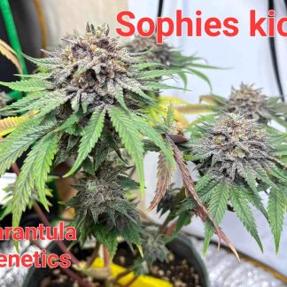 Sophie's Kick