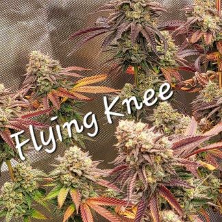 Flying Knee