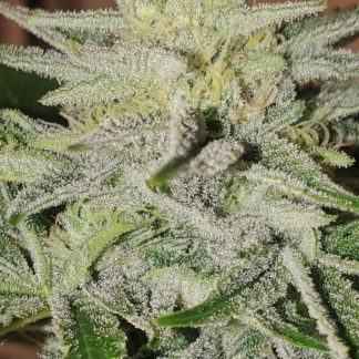Koffee Mints F2