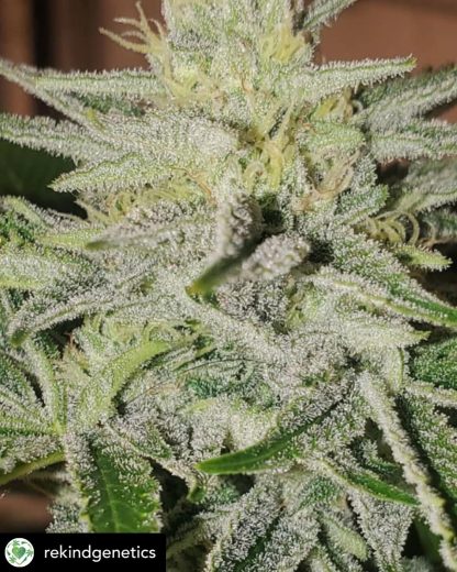 Koffee Mints F2