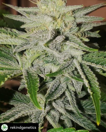 Koffee Mints F2 - Image 2