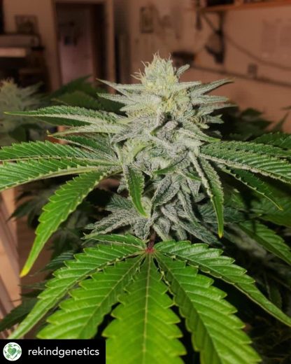 Koffee Mints F2 - Image 3