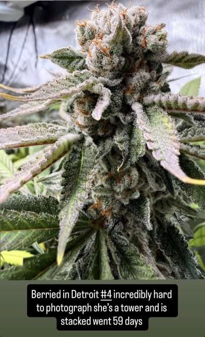 Berried in Detroit - Image 2