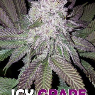 Icy Grapes F2