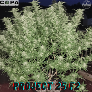 Project 25 ⚢Feminized F2