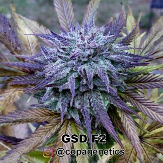 GSD F6