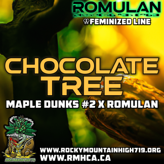 Chocolate Tree (HALF)