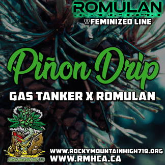 Piñon Drip