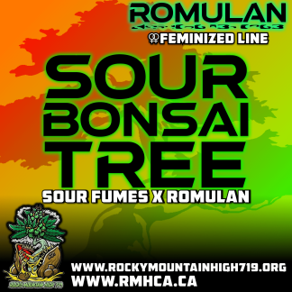 Sour Bonsai Tree