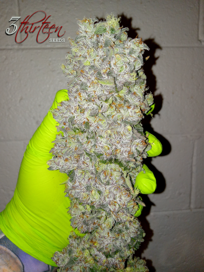 Monkey Juice S1 - Image 2