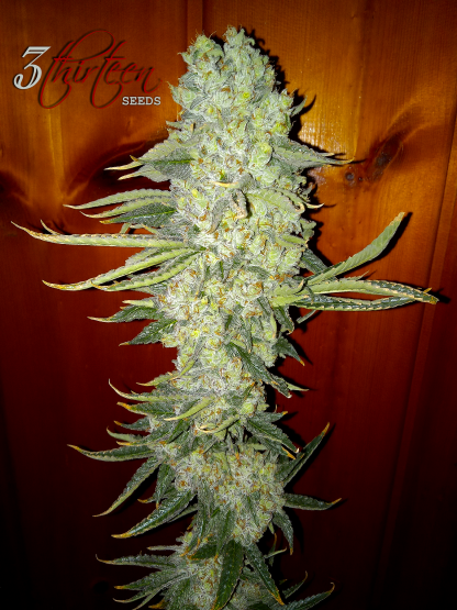 Monkey Juice S1 - Image 3