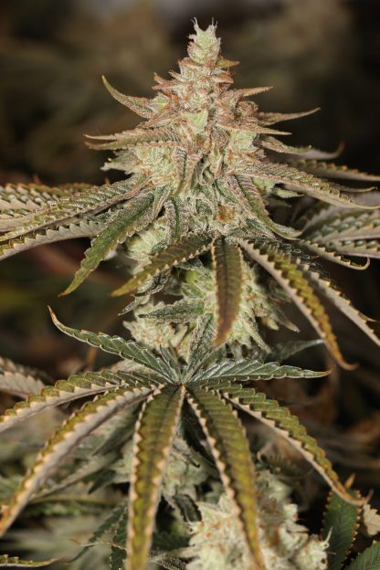 Key Lime Pie S1 - Image 2