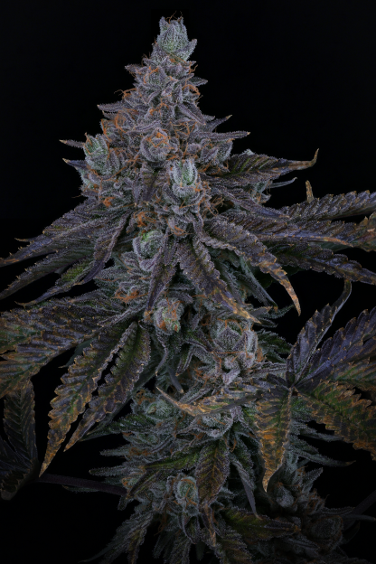 Key Lime Pie S1 - Image 3