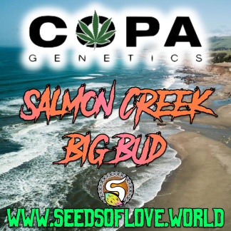 Salmon Creek Big Bud F2
