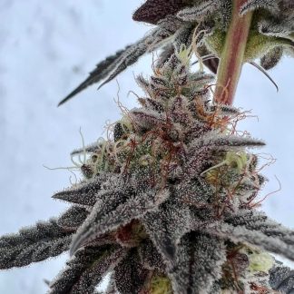 Mint Berry Crunch