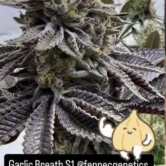Garlic Breath 2.0 S1
