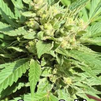 Grape Gold