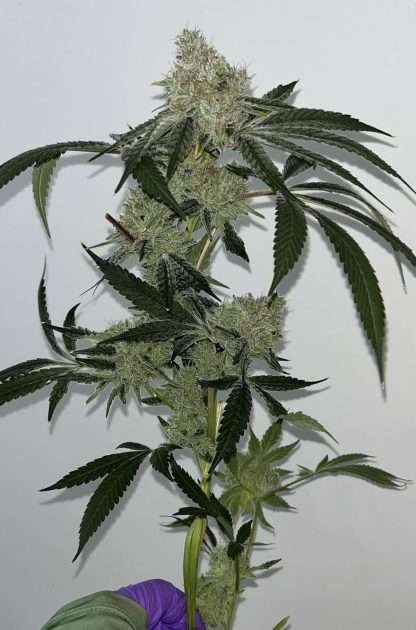 Strawberry Drip - Image 2