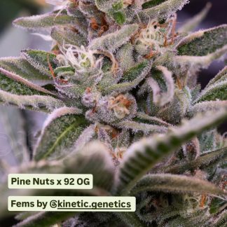 Pine Nuts x '92 OG