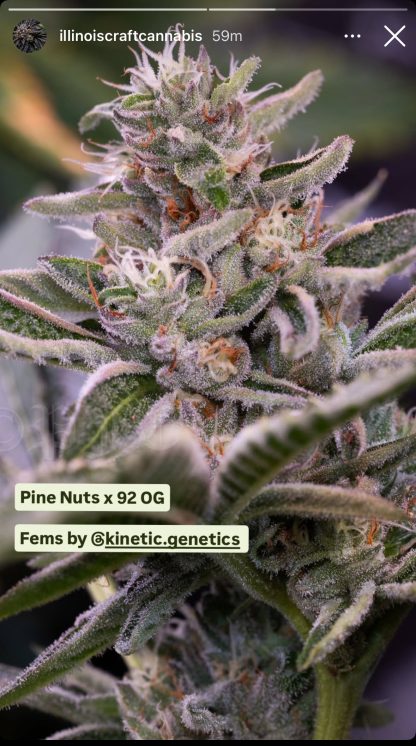 Pine Nuts x '92 OG