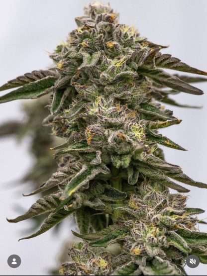 Goop Scoop