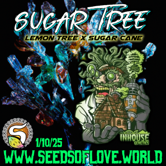 Sugar Tree