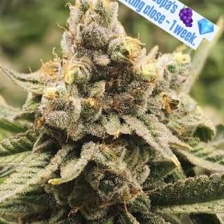 ⚢Grape Diamonds