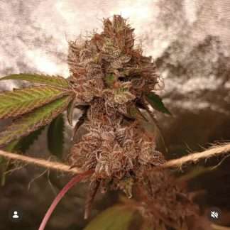 Fire Koffee Breath