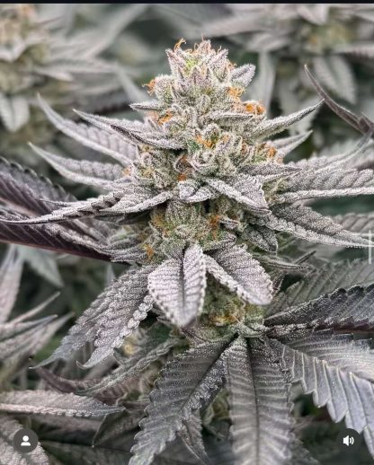 Strawberry Zoap