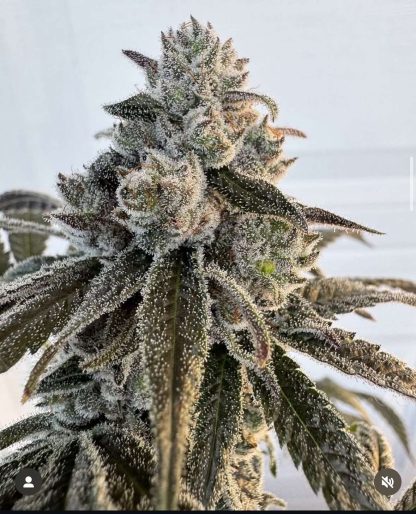 Trich'd Out Truffles
