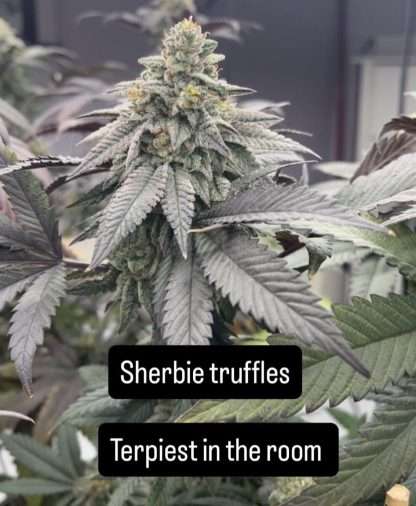 Sherbie Truffle