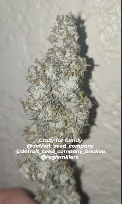 Crazy for Candy